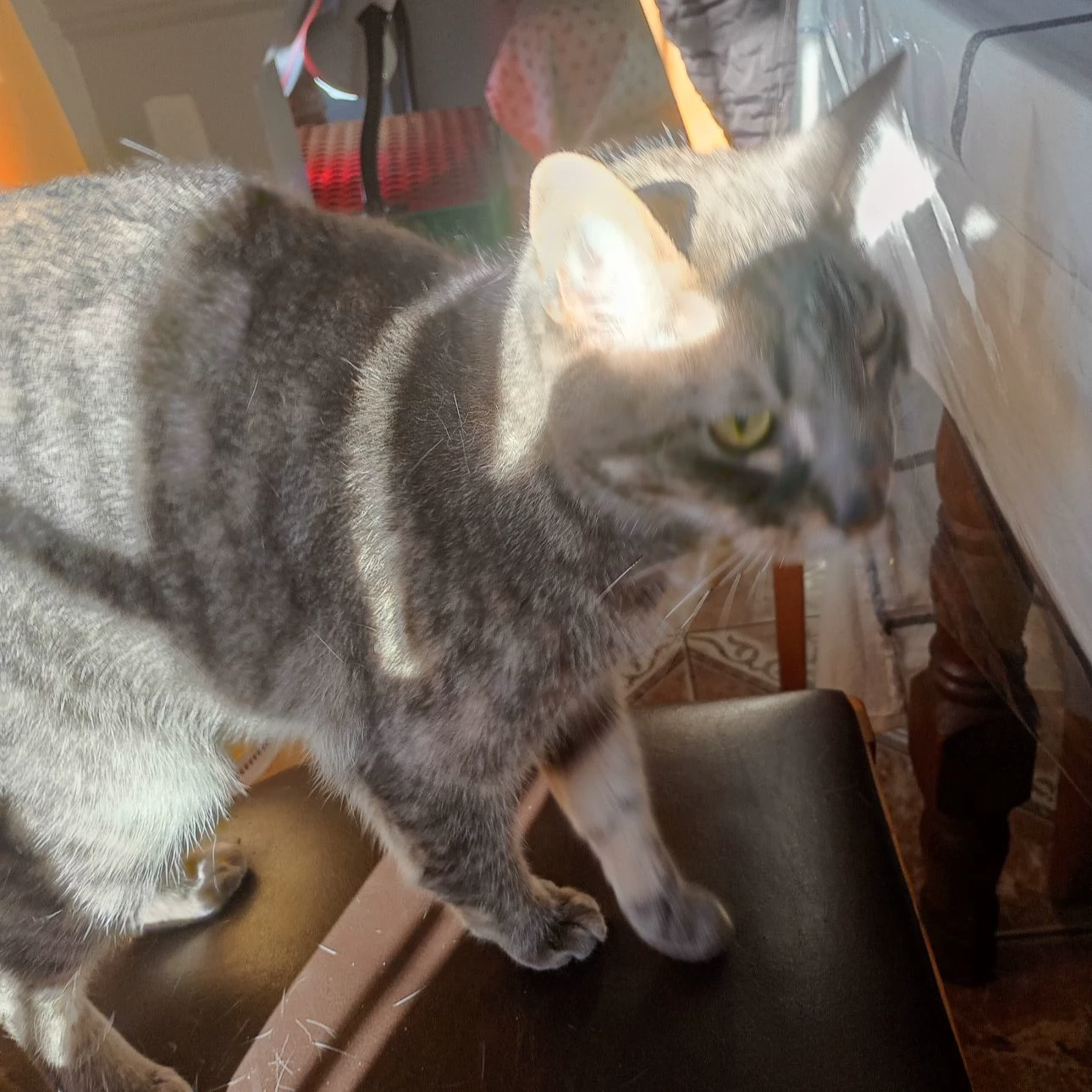 cat thumbnail