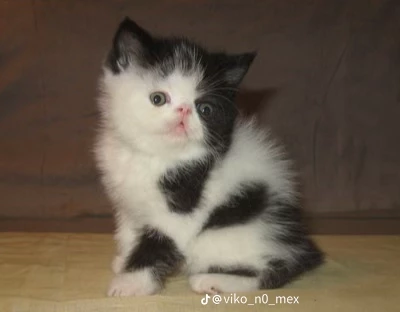 Kitty thumbnail