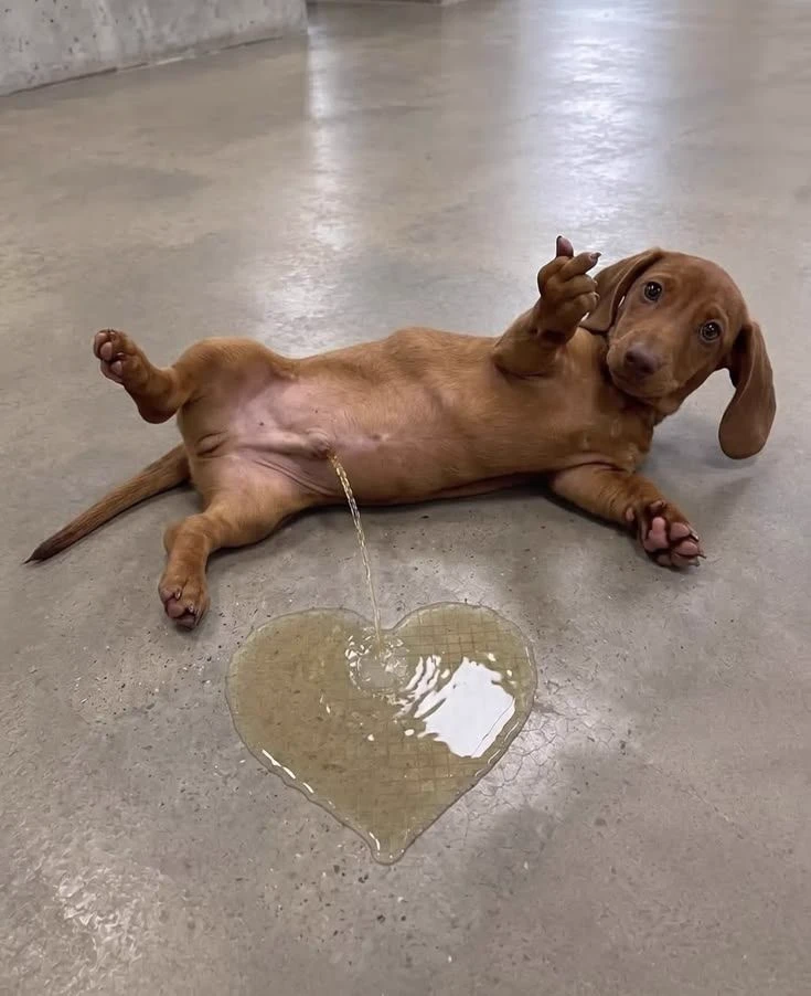 dog, puppy thumbnail