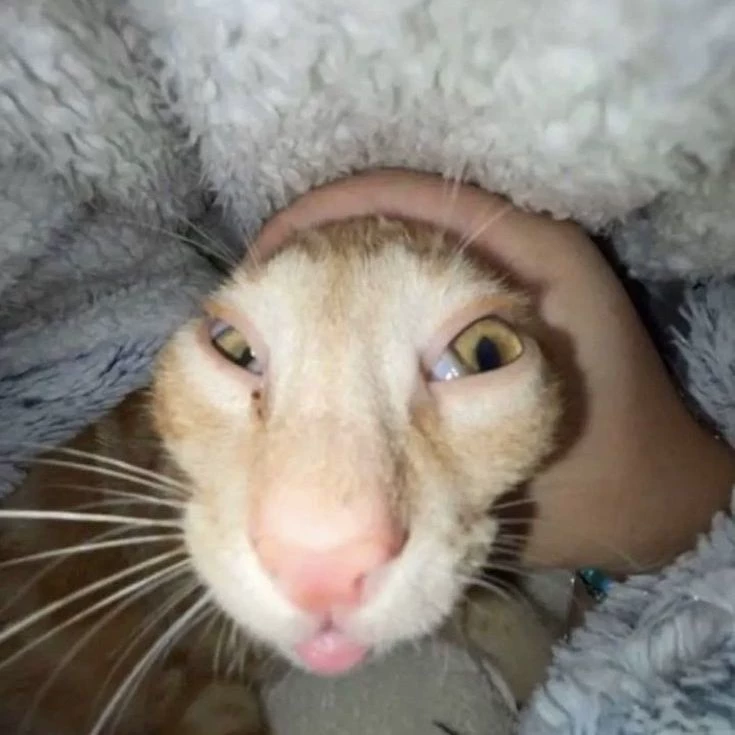 Barnaby thumbnail