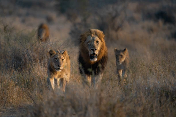 lion Rp thumbnail