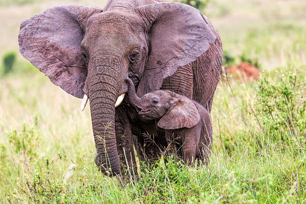 Your Life in Wildlife thumbnail