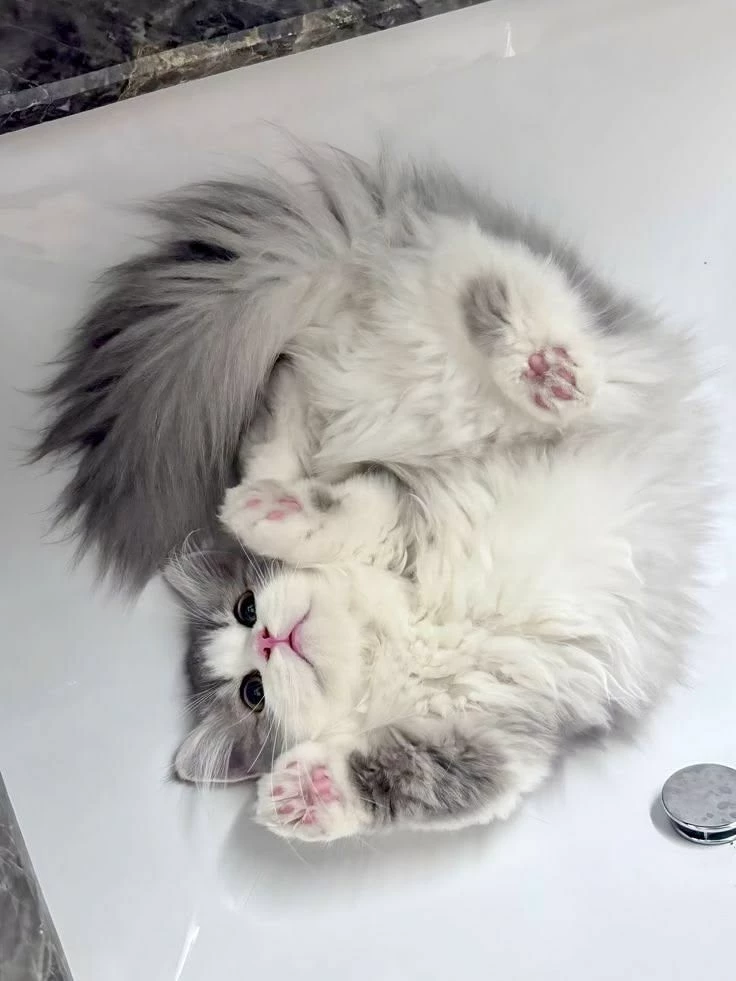 cat thumbnail