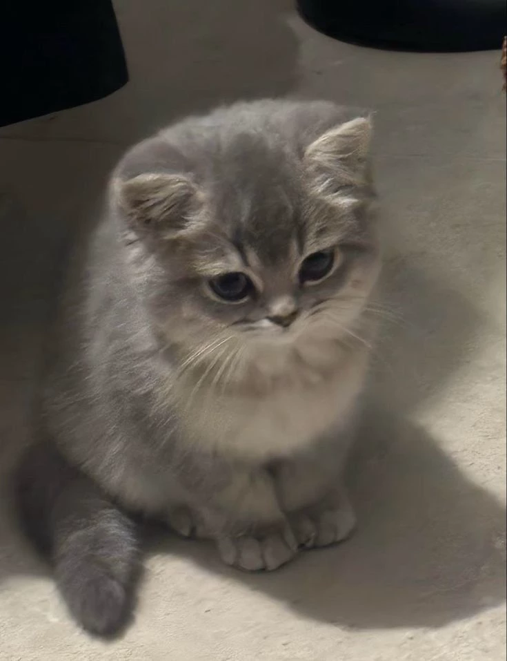 your fluffy kitten thumbnail