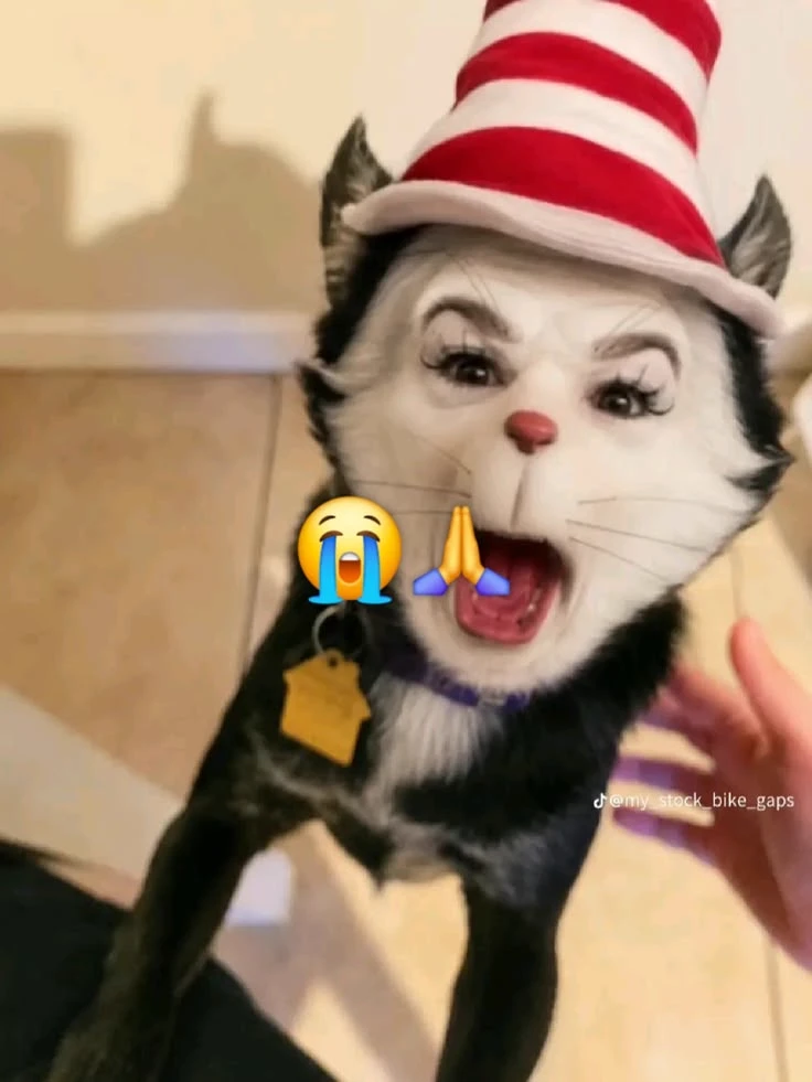 Kitten with a hat thumbnail