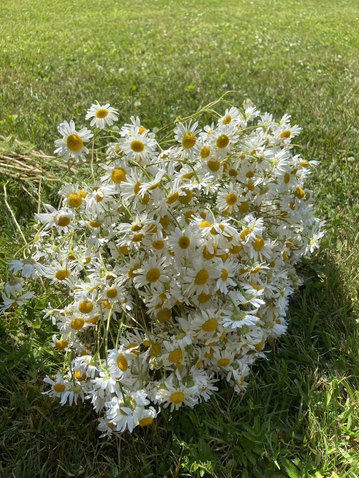 new company.. chamomile field🍃 thumbnail