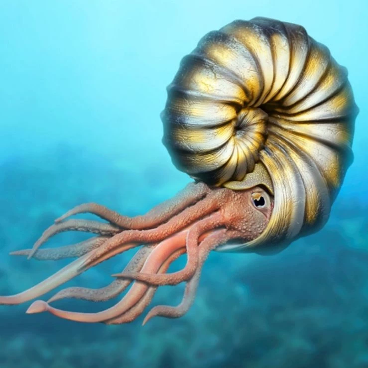 ammonite thumbnail