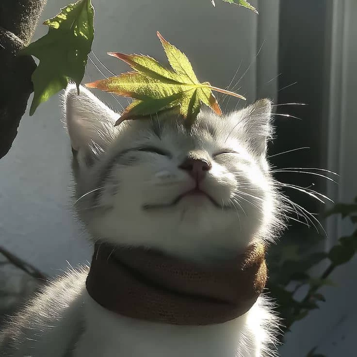 Kitty 🐈