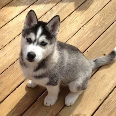 Milo, the Husky Puppy thumbnail