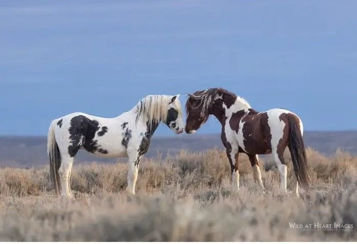 Viggo - Lead Stallion thumbnail