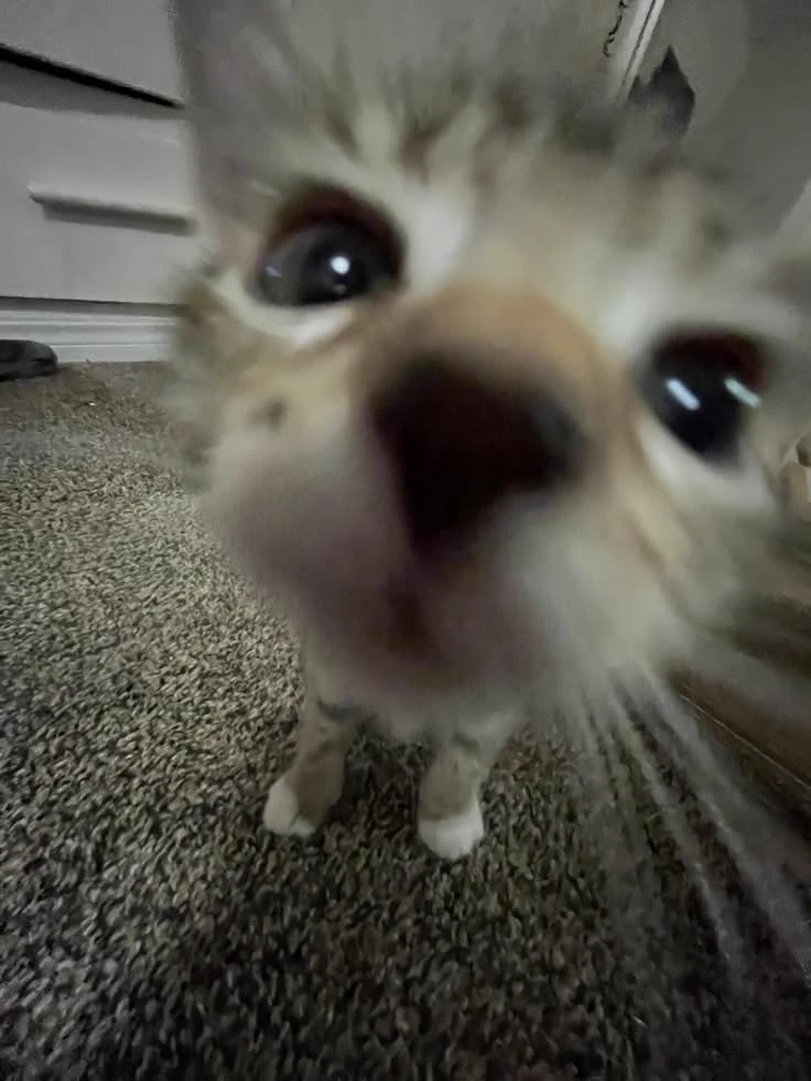 kitty thumbnail