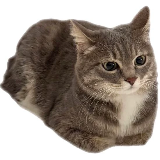 maiziie.