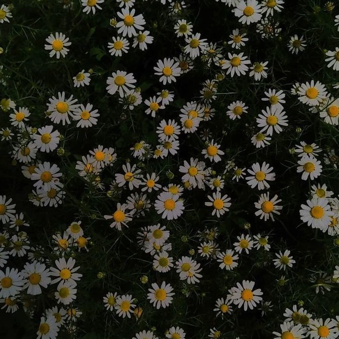 Sofi_2350