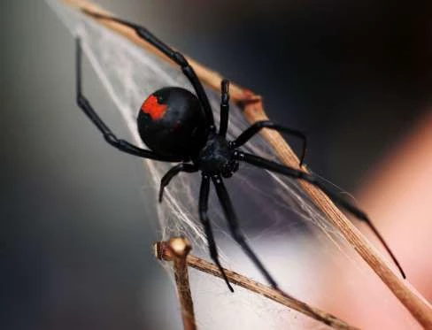 redback spider thumbnail