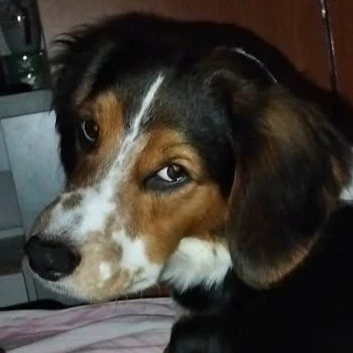 Rosalja 