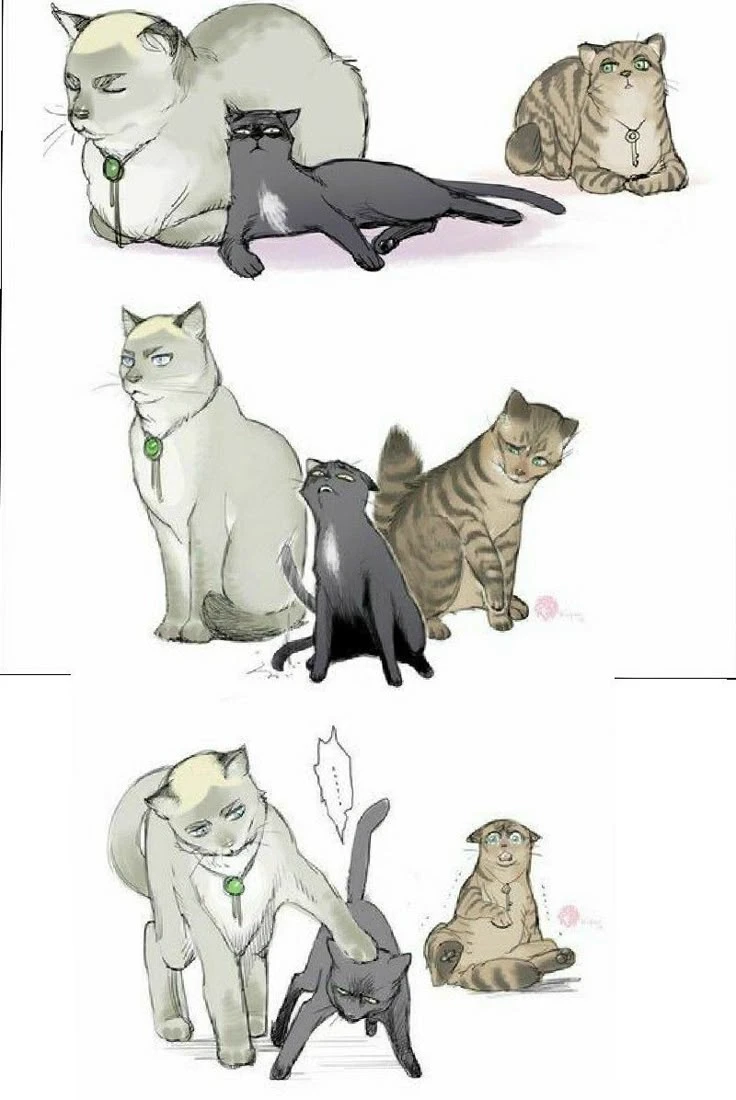 Levi. Erwin. Eren. Kittens. thumbnail