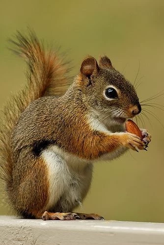Squirrel thumbnail