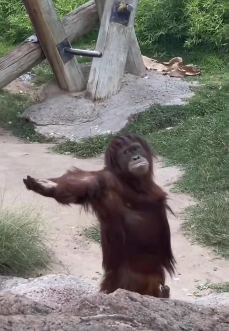 big monkey thumbnail
