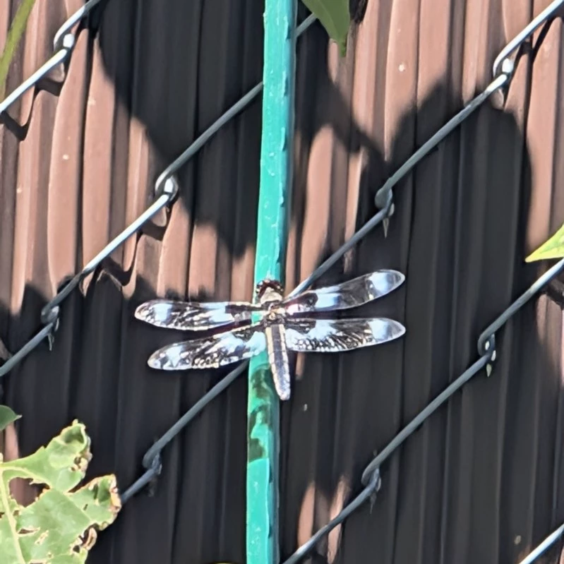 Dragon Fly
