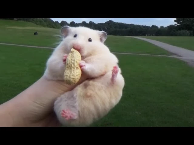 Chubby Hamster thumbnail