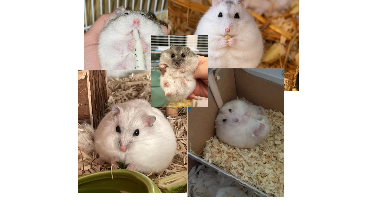 Chubby Hamster thumbnail
