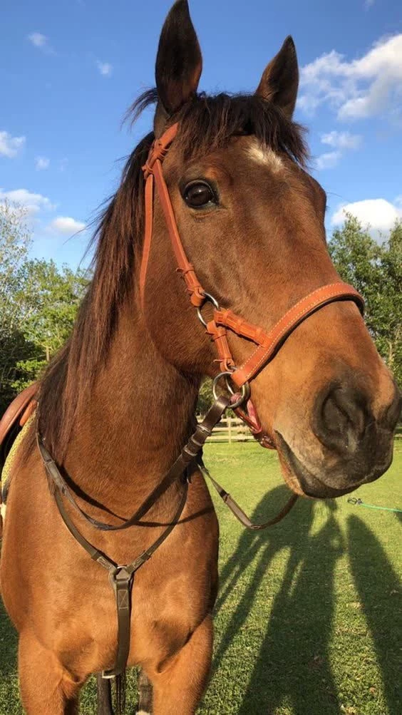 Horse thumbnail