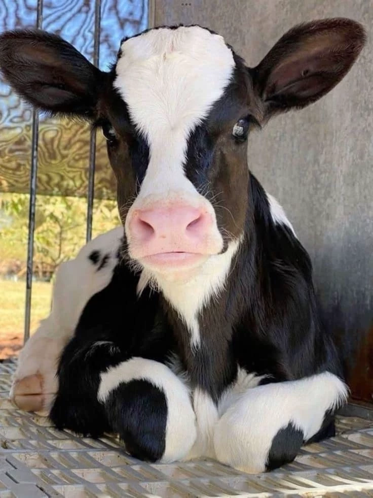Cow thumbnail