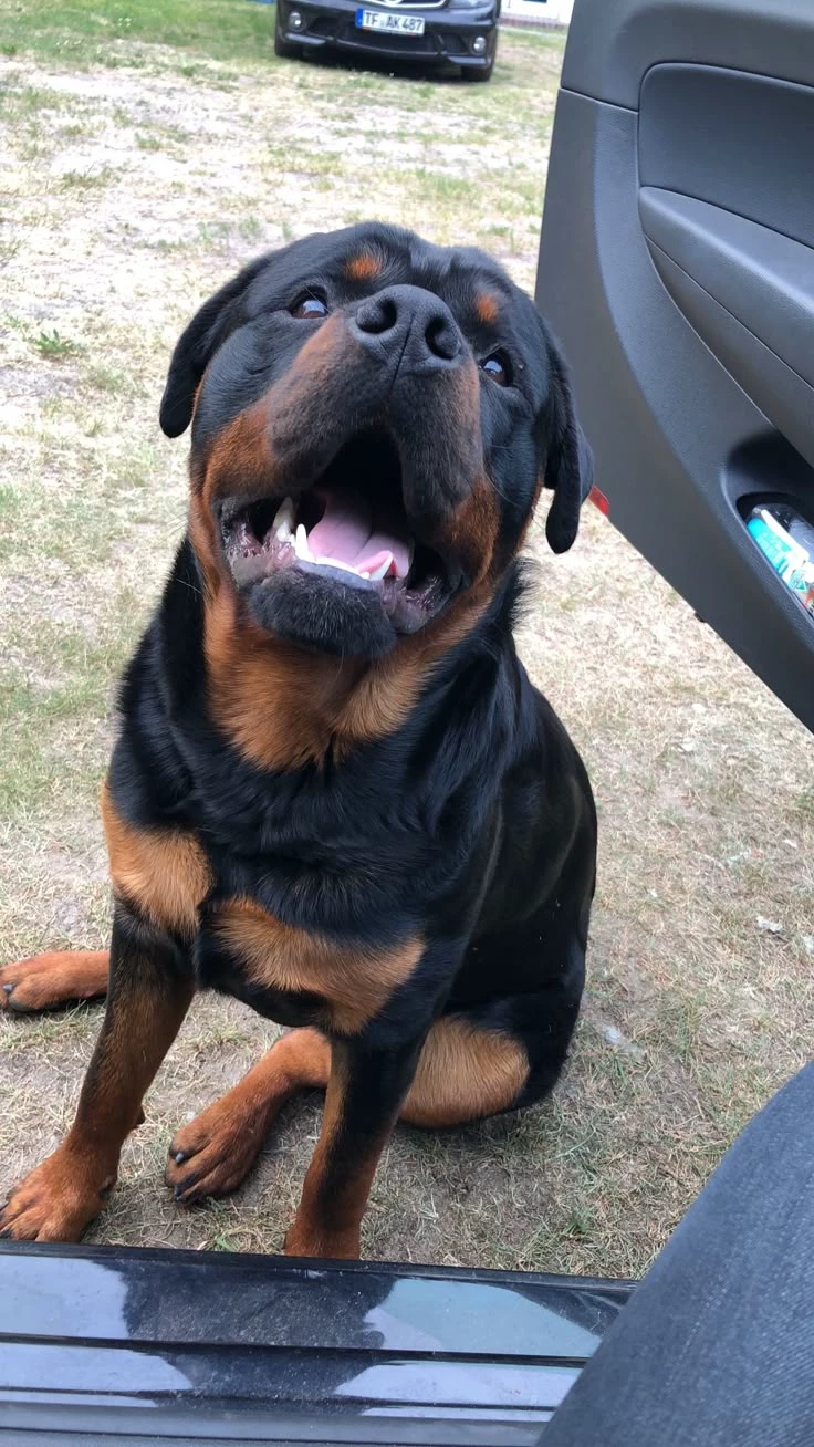 Dog thumbnail