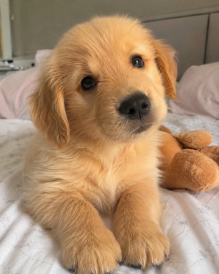 Dog thumbnail