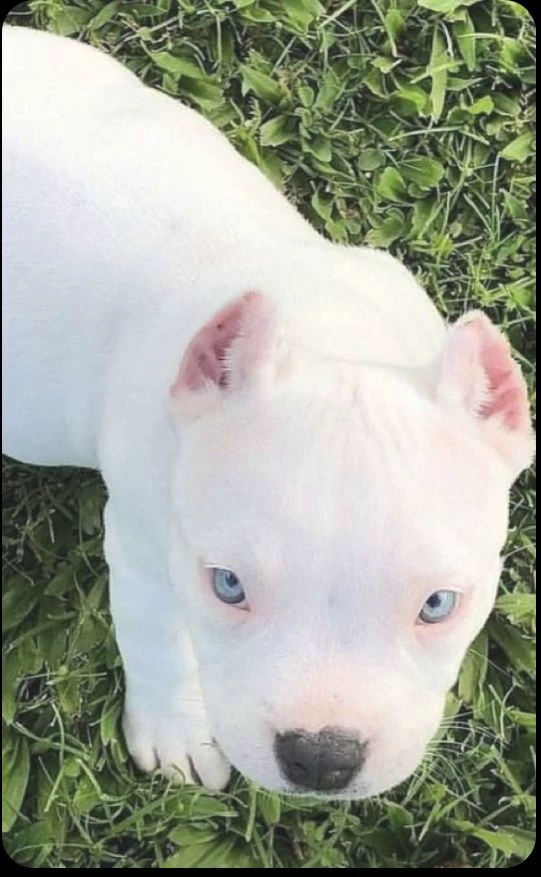 puppy thumbnail