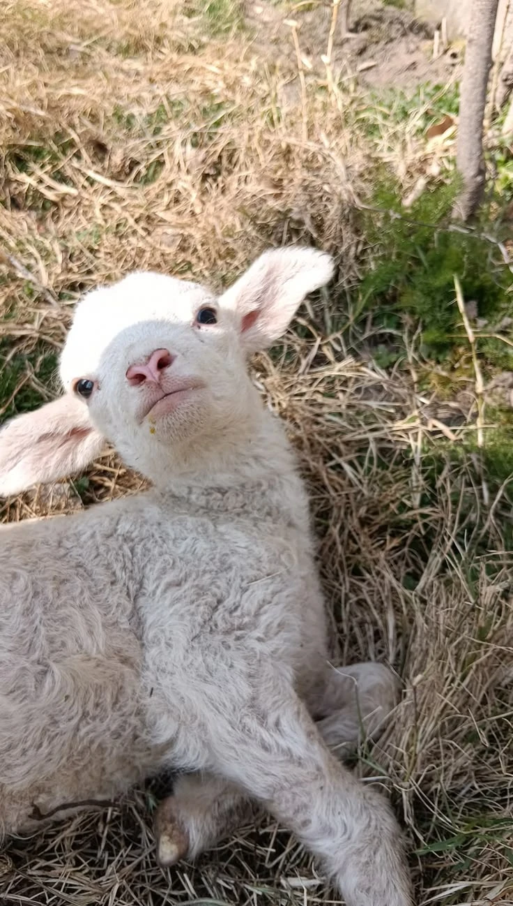 lamb thumbnail