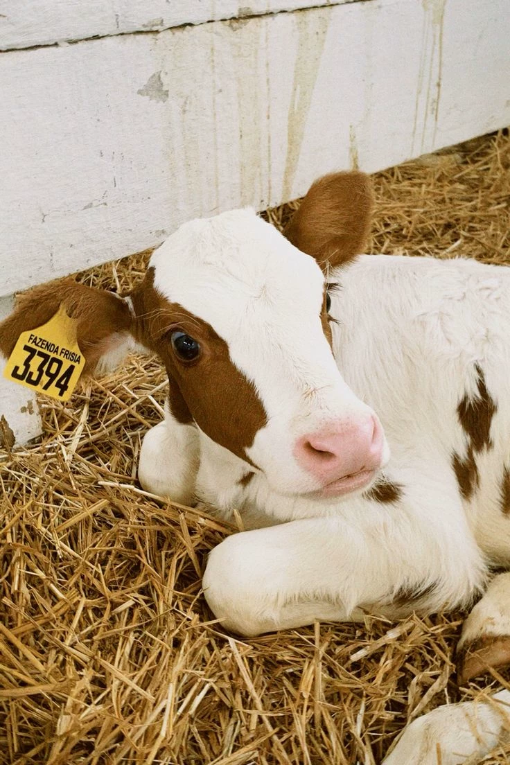 Calf thumbnail