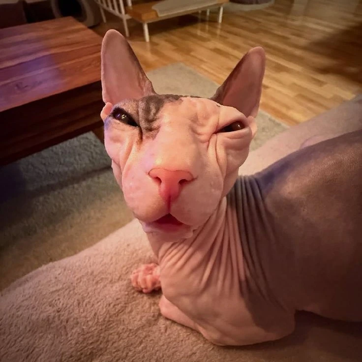 Herbert Sherbert