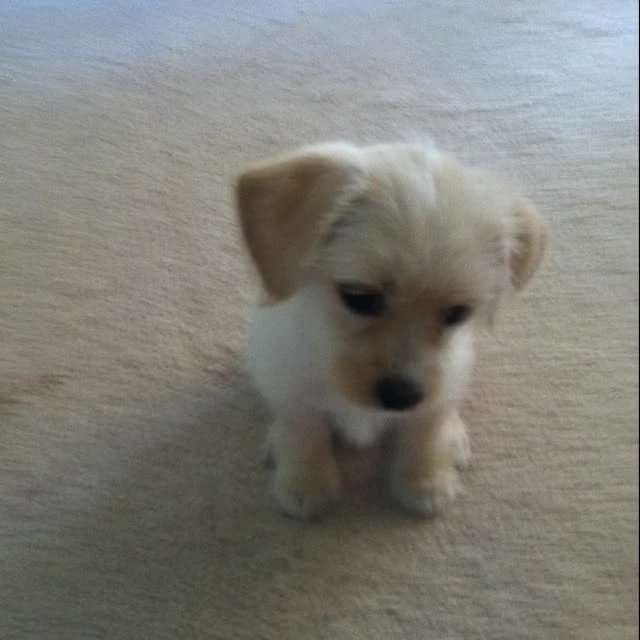 puppy thumbnail