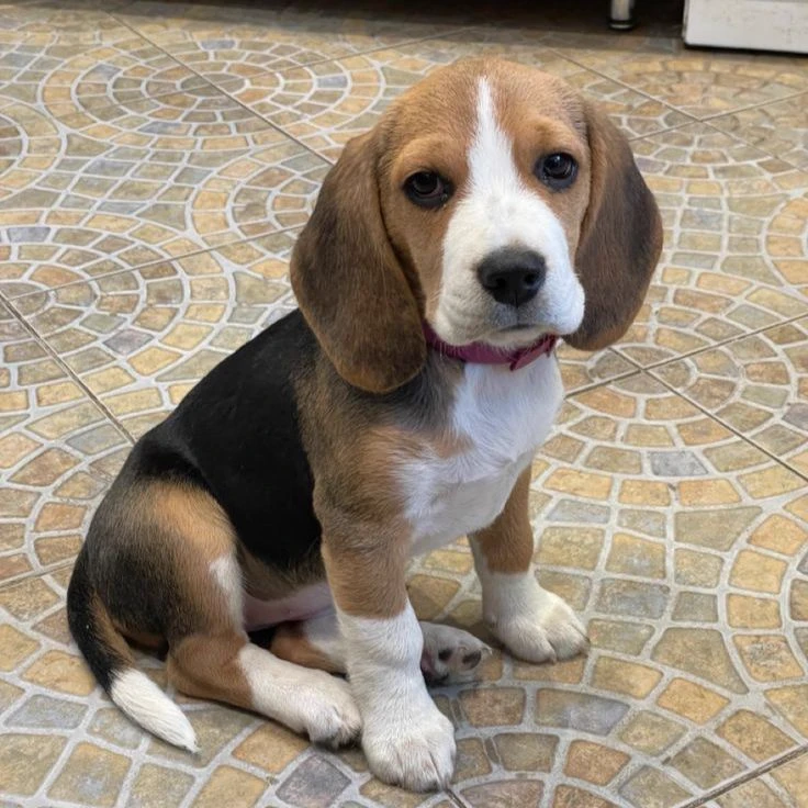 Beagle thumbnail