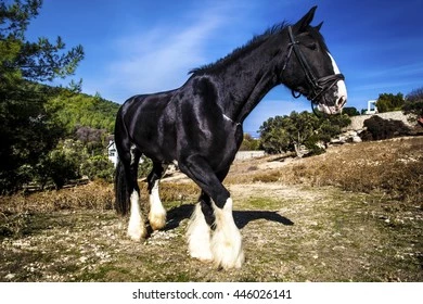 Life as a purebred stallion. thumbnail