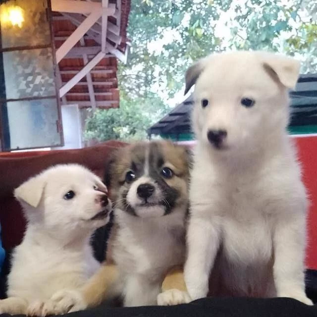 Your 3 little puppy!!! thumbnail