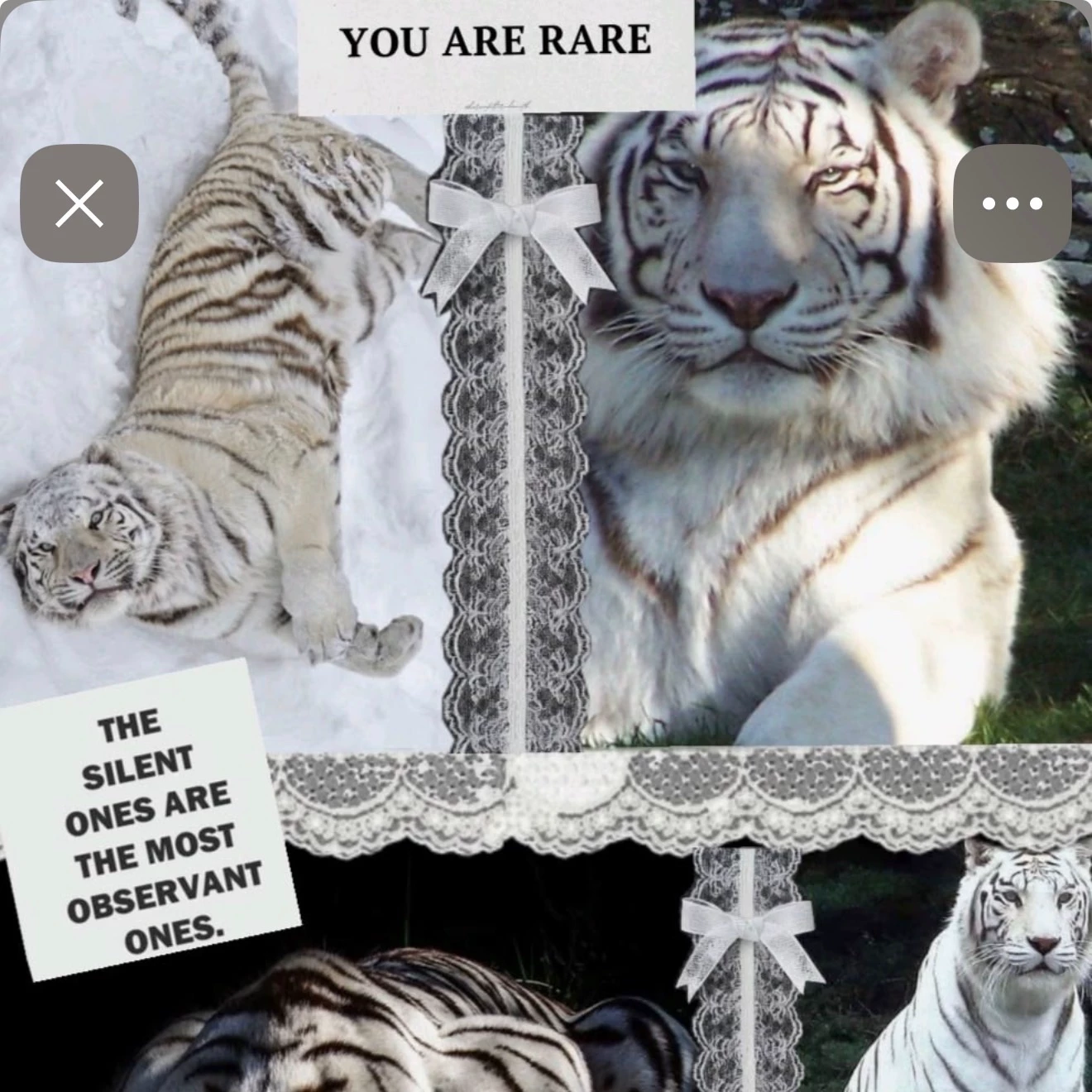 White tigers thumbnail