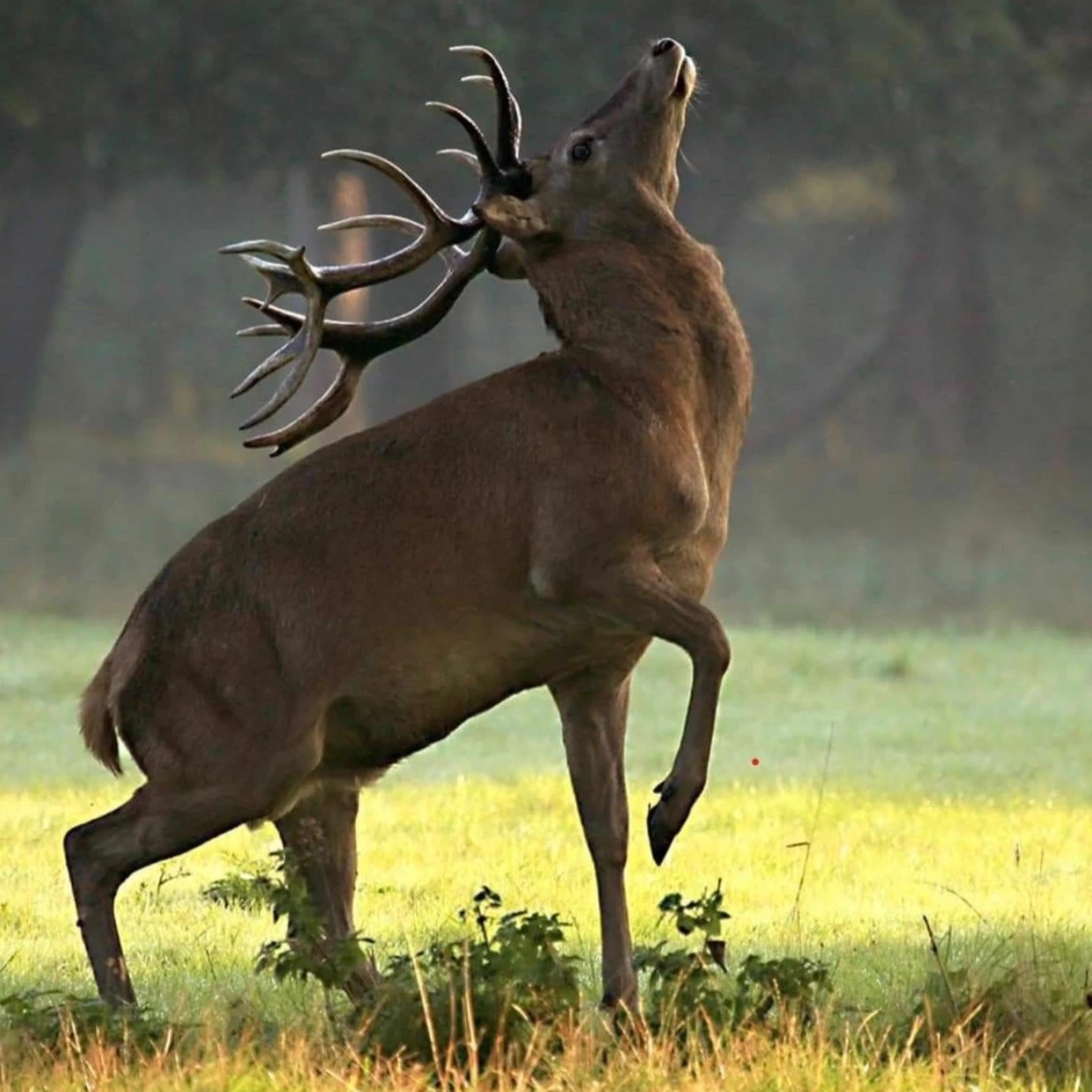 Mix herd of horses and deers  thumbnail
