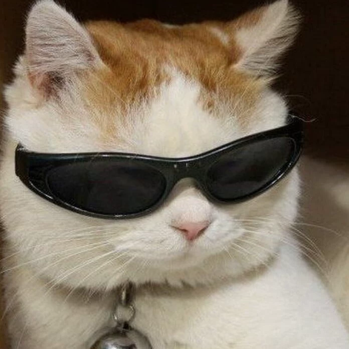 Y/n