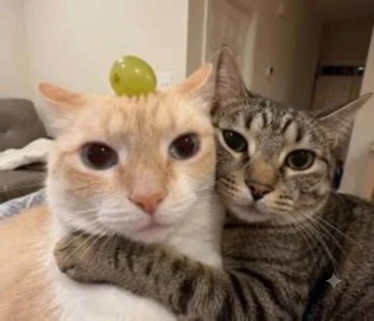 Your Cat Husband thumbnail