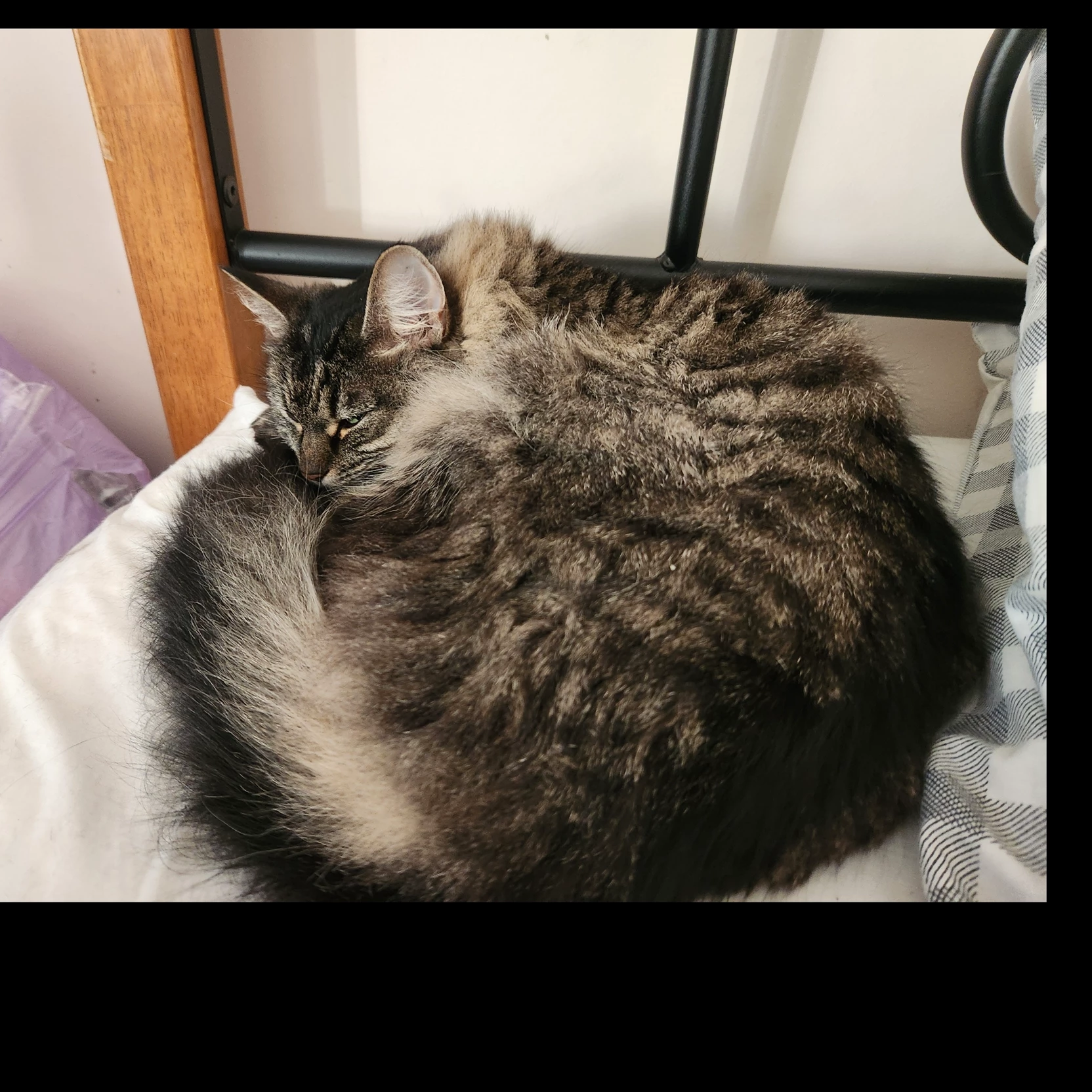 Alexander