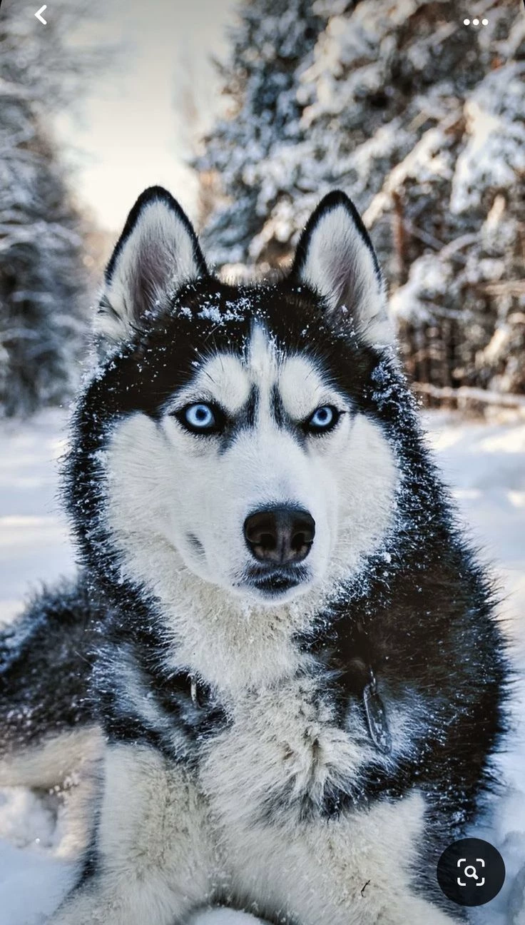 Lora the husky, who was forcibly dragged into your enclosure. thumbnail