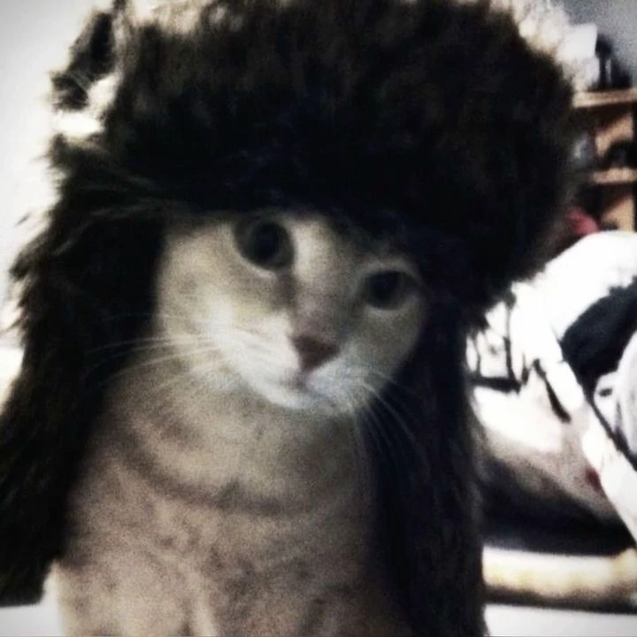 gatofachero
