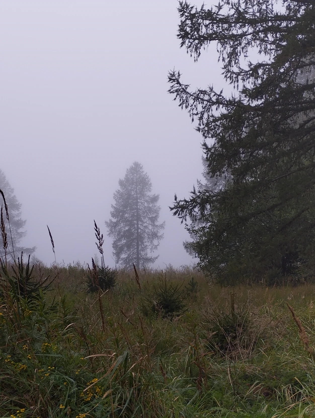 Forest full of anomalies thumbnail