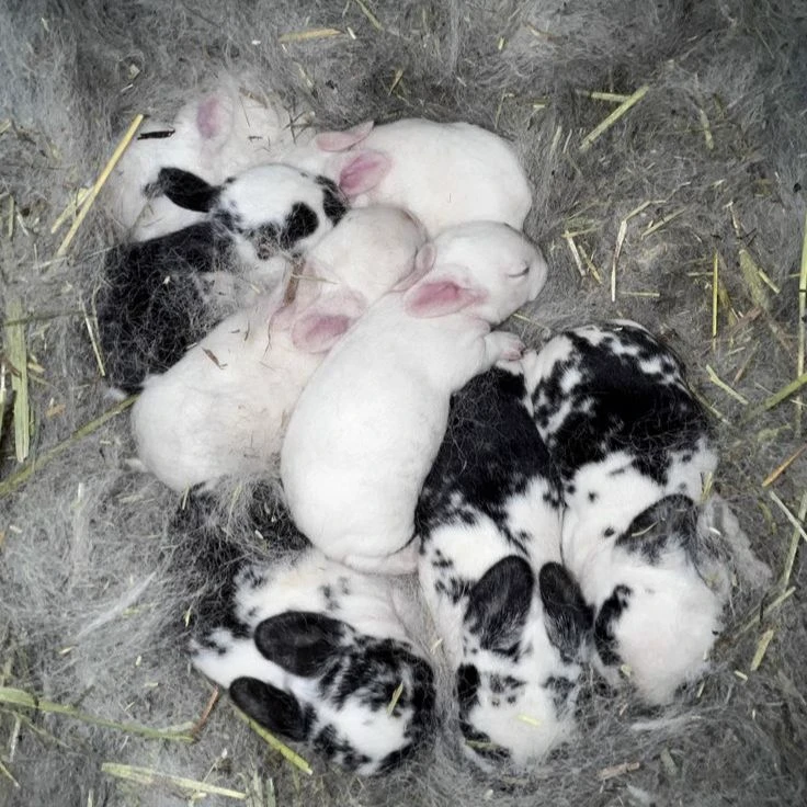 The Newborn Bunnies thumbnail