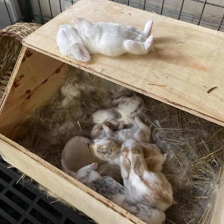 Bunny thumbnail