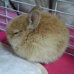 Barnaby the rabbit thumbnail