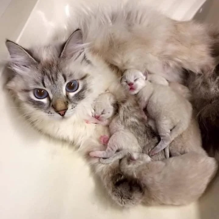 luna, the mother cat thumbnail