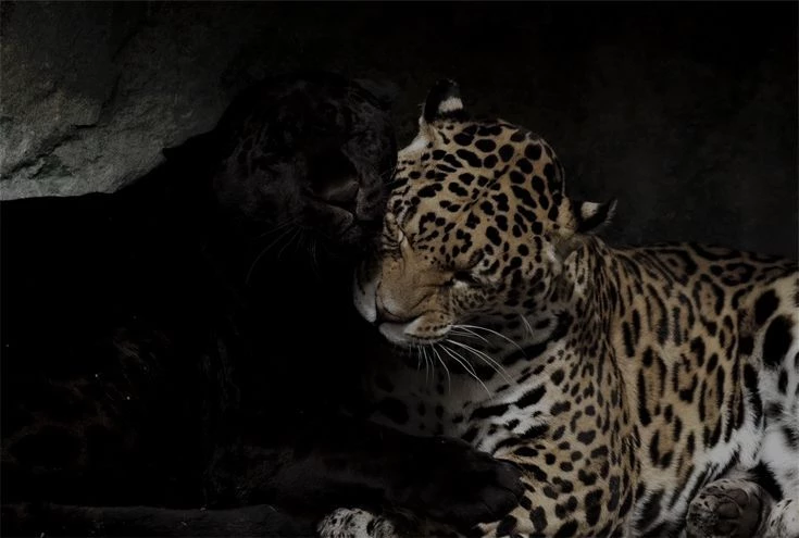 Leapord X black jaguar thumbnail